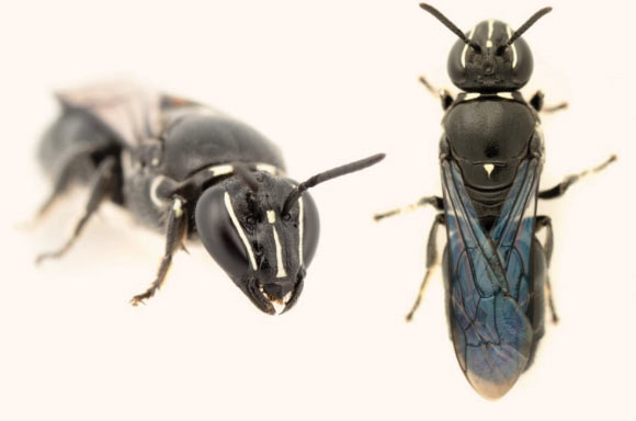An oblique (left) and dorsal (right) photo of a female Pharohylaeus lactiferous. Image credit: J.B. Dorey, doi: 10.3897/jhr.81.59365.