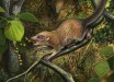 Shortly after the end-Cretaceous mass extinction, the earliest known primates, such as Purgatorius mckeeveri shown in the foreground, quickly set themselves apart from their competition -- like the archaic ungulate mammal on the forest floor -- by specializing in an omnivorous diet including fruit found up in the trees. Image credit: Andrey Atuchin.