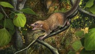 Shortly after the end-Cretaceous mass extinction, the earliest known primates, such as Purgatorius mckeeveri shown in the foreground, quickly set themselves apart from their competition -- like the archaic ungulate mammal on the forest floor -- by specializing in an omnivorous diet including fruit found up in the trees. Image credit: Andrey Atuchin.