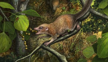 Shortly after the end-Cretaceous mass extinction, the earliest known primates, such as Purgatorius mckeeveri shown in the foreground, quickly set themselves apart from their competition -- like the archaic ungulate mammal on the forest floor -- by specializing in an omnivorous diet including fruit found up in the trees. Image credit: Andrey Atuchin.
