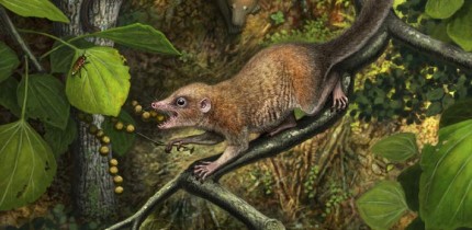 Shortly after the end-Cretaceous mass extinction, the earliest known primates, such as Purgatorius mckeeveri shown in the foreground, quickly set themselves apart from their competition -- like the archaic ungulate mammal on the forest floor -- by specializing in an omnivorous diet including fruit found up in the trees. Image credit: Andrey Atuchin.