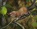 Shortly after the end-Cretaceous mass extinction, the earliest known primates, such as Purgatorius mckeeveri shown in the foreground, quickly set themselves apart from their competition -- like the archaic ungulate mammal on the forest floor -- by specializing in an omnivorous diet including fruit found up in the trees. Image credit: Andrey Atuchin.