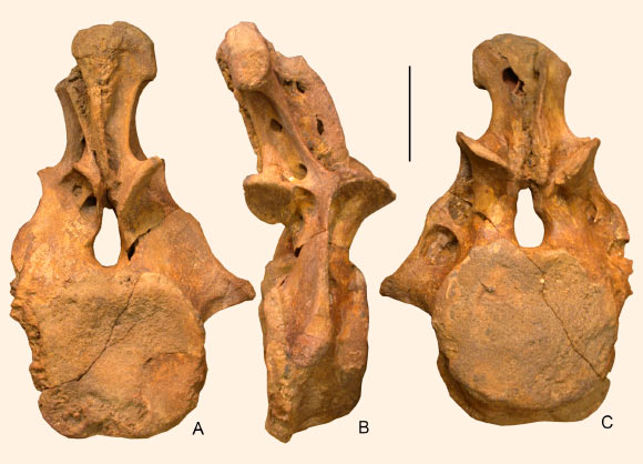 An anterior caudal vertebra of Dzharatitanis kingi in posterior (A), right lateral (B), and anterior (C) views. Scale bar - 10 cm. Image credit: Averianov & Sues, doi: 10.1371/journal.pone.0246620.