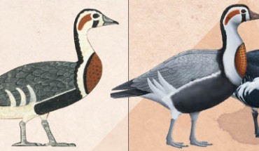 A Meidum goose (left), life reconstruction (center) and a modern red-breasted goose (right). Image credit: A. Romilio / Tambako the Jaguar.