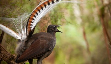 A male superb lyrebird (Menura novaehollandiae). Image credit: Alex Maisey, University of Wollongong.