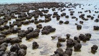 Stromatolites at Shark Bay, Western Australia. Image credit: Paul Harrison / CC BY-SA 3.0.