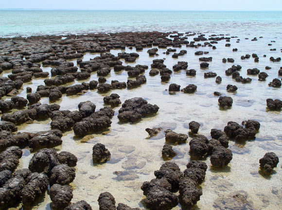Stromatolites at Shark Bay, Western Australia. Image credit: Paul Harrison / CC BY-SA 3.0.