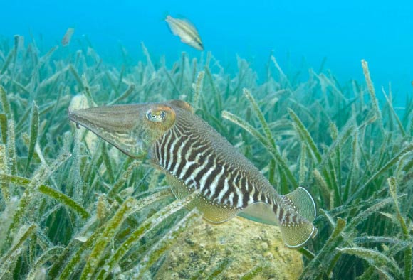 The common cuttlefish (Sepia officinalis). Image credit: Roger Hanlon.
