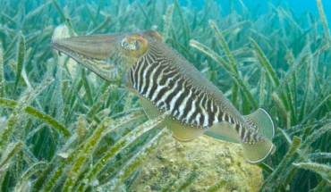 The common cuttlefish (Sepia officinalis). Image credit: Roger Hanlon.