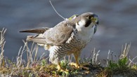 Tagged peregrine falcon (Falco peregrinus). Image credit: Andrew Dixon.