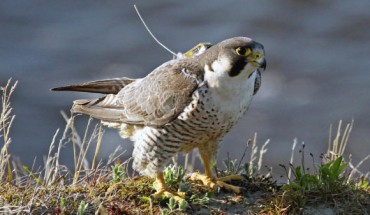 Tagged peregrine falcon (Falco peregrinus). Image credit: Andrew Dixon.