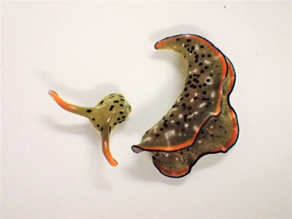 This image shows the head and the body of Elysia marginata, a day after autotomy; the shed body is much heavier (over 80% of the total weight) than the head. Image credit: Sayaka Mitoh.