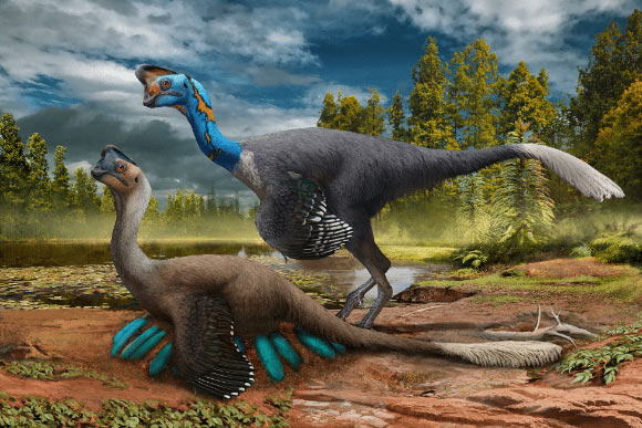 An attentive oviraptorid theropod dinosaur broods its nest of blue-green eggs while its mate looks on in what is now Jiangxi Province of southern China some 70 million years ago. Image credit: Zhao Chuang.