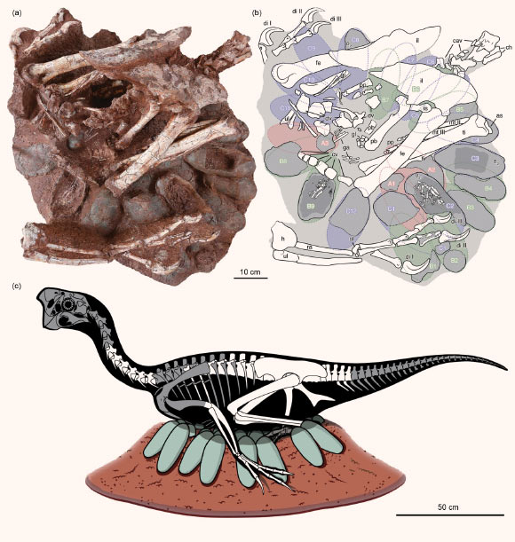 An oviraptorid specimen consisting of an adult skeleton preserved atop an embryo-bearing egg clutch: (a) photograph of the specimen; (b) interpretive drawing with bones and gastroliths in white and eggs color-coded by ring (A, red; B, green; C, blue); (c) restoration (white indicates bones preserved in the adult skeleton). Abbreviations: I - digit I; II - digit II; III - digit III; A# - egg in lowermost ring (A); as - astragalus; B# - egg in middle ring (B); C# - egg in uppermost ring (C); cav - caudal vertebra; ch - chevron; cv - cervical vertebra; di - manual digit; dr - dorsal ribs; dv - dorsal vertebra; em - egg known to preserve embryo; fe - femur; fi - fibula; ga - gastralium; gl - gastroliths; h - humerus; il - ilium; is - ischium; mt - metatarsal; O2 - egg sampled for oxygen isotope analysis; pb - pubis; pp - pedal phalanges; ra - radius; sl - semilunate carpal; ti - tibia; ul - ulna. Note that C11 and C12 are not paired eggs; the eggs that would have been paired with C11 and C12 are probably not preserved, as is the case for some other eggs and skeletal elements. Image credit: Bi et al., doi: 10.1016/j.scib.2020.12.018.