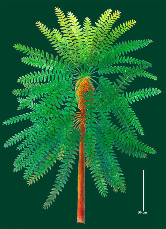Reconstruction of the aerial parts of Paratingia wuhaia from the early Permian of China. Image credit: Yugao Ren / Sijia Tang.