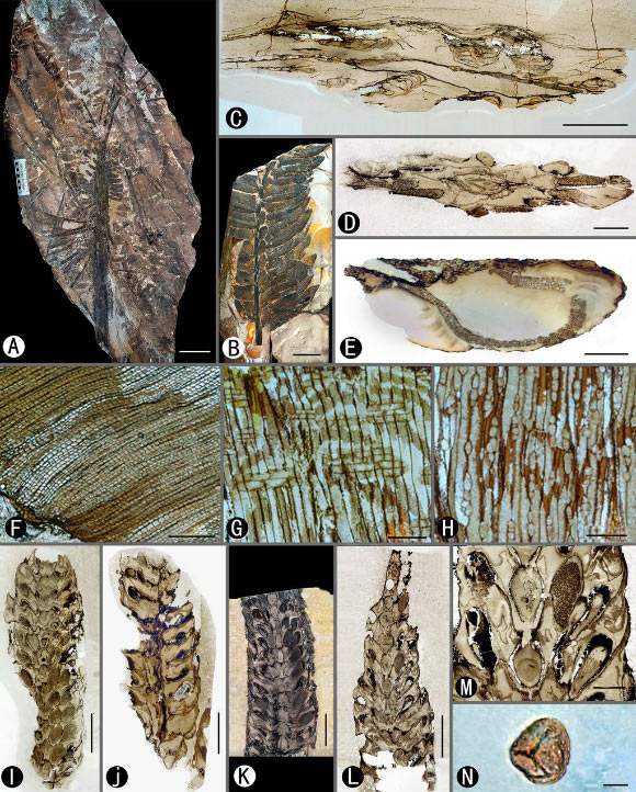 Paratingia wuhaia: (A) holotype with an entire crown consisting of pseudostrobili and leaves; (B) once-pinnate compound leaf with both large and small pinnules visible; (C) cross-section of a crown illustrating pseudostrobili around the stem; (D) cross-section of pseudostrobilus with microsporangia around the axis with bilateral, inversed Ω-shaped vascular bundle; (E) cross-section of a leaf rachis showing the same form of vascular bundle as that of pseudostrobili axes; (F-H) partial cross, radial, and tangential sections of the stem showing the secondary xylem (wood); (I) tangential section of pseudostrobilus showing sporangial arrangement with single line of megasporangia along with the axis; (J) radial section of pseudostrobilus showing adaxial sporangia and axis lacking nodes; (K) tangential section showing adaxial sporangia and a single line of megasporangia along with the axis; (L) tangential section through same specimen as K showing megasporangial arrangement; (M) detail of the middle part of L showing the megasporangia and microsporangia; (N) single spore macerated from the holotype. Scale bars - 10 cm (A), 3 cm (B), 1 cm (C-E), 100 μm (F), 200 μm (G and H), 5 mm (I-L), 2 mm (M), 10 μm (N). Image credit: Wang et al., doi: 10.1073/pnas.2013442118.