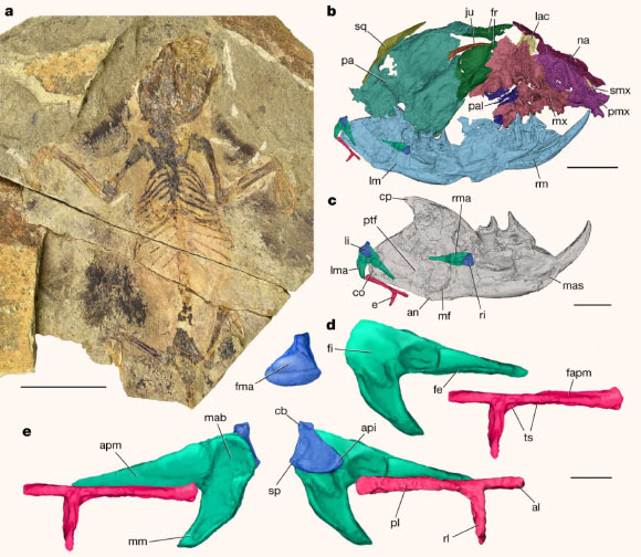 Vilevolodon diplomylos: (a) main slab; dark patches outside the skeleton between the skull, forelimbs and hind limbs indicate the patagium (gliding membrane). Scale bar - 20 mm. (b) Cranium in right oblique dorsal view, right mandible in lateral view and left mandible in medial view. Scale bars - 1 mm in (d, e), 2 mm in (c), 5 mm in (b). (c) Left mandible in medial view, showing the disposition of the auditory elements and the absence of postdentary trough and Meckelian sulcus. (d) Left incus (blue) in ventral view, left malleus (green) in dorsal view and left ectotympanic (red) in ventral view. (e) Left incus, malleus and ectotympanic restored to life position in oblique dorsal and ventral views (right and left, respectively). Abbreviations: an - angular process; api - anterior prominence of incus; apm - anterior process of malleus; cb - crus breve; co - mandibular condyle; cp - coronoid process; e - ectotympanic; fapm - facet for anterior process of malleus; fe - facet for ectotympanic; fi - facet for incus; fma - facet for malleus; fr - frontal; ju - jugal; lac - lacrimal; li - left incus; lm - left mandible; lma - left malleus; mab - mallear body; mas - mandibular symphysis; mf - mandibular foramen; mm - manubrium of malleus; mx - maxilla; na - nasal; pa - parietal; pal - palatine; pl - posterior limb of ectotympanic; pmx - premaxilla; ptf - pterygoid fossa; ri - right incus; rl - reflected lamina of ectotympanic; rm - right mandible; rma - right malleus; smx - septomaxilla; sp - stapedial process; sq - squamosal, ts - tympanic sulcus. Image credit: Wang et al., doi: 10.1038/s41586-020-03137-z.