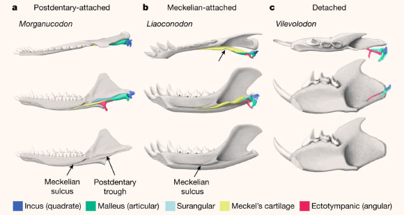 Three types of middle ear in mammaliaforms: (a) in the postdentary-attached middle ear, the postdentary bones and Meckel’s cartilage are attached to the mandible via the postdentary trough and Meckelian sulcus (Late Triassic-Early Jurassic mammaliaform Morganucodon); (b) in the Meckelian-attached middle ear, the postdentary trough is absent and the postdentary bones are attached to the mandible via Meckel’s cartilage (ossified in this example) in the Meckelian sulcus; Meckel’s element is bent medially (arrow), moving the postdentary bones away from the temporomandibular joint (Early Cretaceous eutriconodontan Liaoconodon); (c) in the detached middle ear, the postdentary trough and Meckelian sulcus are absent and the auditory elements are detached from the mandible (Middle Jurassic haramiyidan Vilevolodon). Image credit: Wang et al., doi: 10.1038/s41586-020-03137-z.