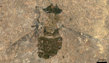 Hirmoneura messelense preserves pollen from at least four plant families in its crop. Image credit: Wedmann et al., doi: 10.1016/j.cub.2021.02.025.