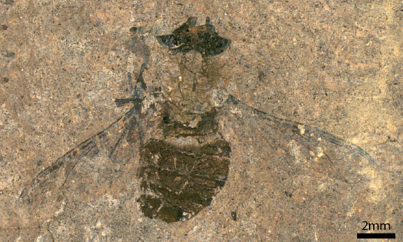 Hirmoneura messelense preserves pollen from at least four plant families in its crop. Image credit: Wedmann et al., doi: 10.1016/j.cub.2021.02.025.