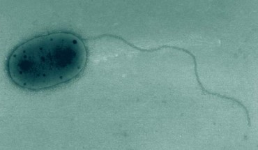 Transmission electron micrograph showing the general cell morphology of Methylobacterium jeotgali. Image credit: Aslam et al., doi: 10.1099/ijs.0.64625-0.