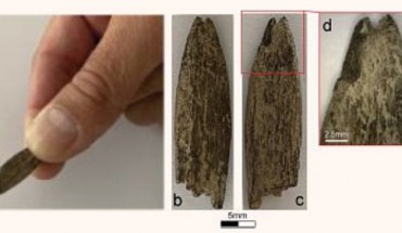 The 4,000-year-old Murrawong bone point. Image credit: Flinders University.