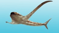 Life reconstruction of Aquilolamna milarcae. Image credit: Oscar Sanisidro.