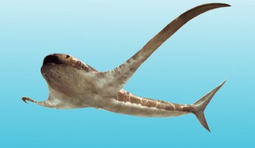 Life reconstruction of Aquilolamna milarcae. Image credit: Oscar Sanisidro.