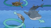 Biologging 3D movement data revealed circling behaviors in marine animals. Image credit: Narazaki et al., doi: 10.1016/j.isci.2021.102221.