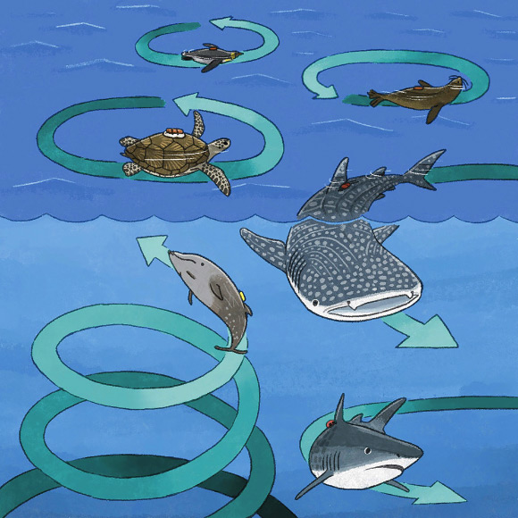 Biologging 3D movement data revealed circling behaviors in marine animals. Image credit: Narazaki et al., doi: 10.1016/j.isci.2021.102221.