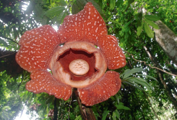 A fully bloomed Rafflesia tiomanensis. Image credit: Yunoh et al.