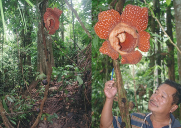 Left: habitat showing flower of Rafflesia tiomanensis on its host, Tetrastigma rafflesiae. Right: Mr. Razelan Mohd Shah with flower of Rafflesia tiomanensis. Image credit: Yunoh et al.