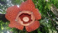 A fully bloomed Rafflesia tiomanensis. Image credit: Yunoh et al.