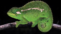 Living individual of Trioceros wolfgangboehmei from Dinsho, Ethiopia showing a prominent white temporal spot and dorsolateral longitudinal stripe. Image credit: Petr Nečas.