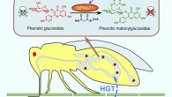 Silverleaf whiteflies (Bemisia tabaci) carry a plant-derived phenolic glucoside malonyltransferase gene BtPMaT1, which enables the insects to neutralize phenolic glycosides in host plants. Image credit: Xia et al., doi: 10.1016/j.cell.2021.02.014.
