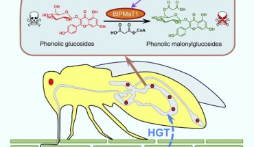 Silverleaf whiteflies (Bemisia tabaci) carry a plant-derived phenolic glucoside malonyltransferase gene BtPMaT1, which enables the insects to neutralize phenolic glycosides in host plants. Image credit: Xia et al., doi: 10.1016/j.cell.2021.02.014.