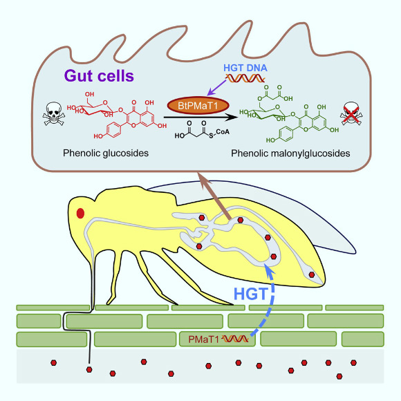 Silverleaf whiteflies (Bemisia tabaci) carry a plant-derived phenolic glucoside malonyltransferase gene BtPMaT1, which enables the insects to neutralize phenolic glycosides in host plants. Image credit: Xia et al., doi: 10.1016/j.cell.2021.02.014.