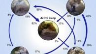 Brazil reef octopuses (Octopus insularis) have ‘quiet’ and ‘active sleep,’ with different episode duration and periodicity. Image credit: Medeiros et al., doi: 10.1016/j.isci.2021.102223.