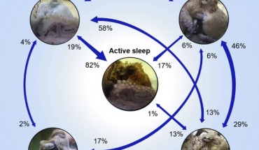 Brazil reef octopuses (Octopus insularis) have ‘quiet’ and ‘active sleep,’ with different episode duration and periodicity. Image credit: Medeiros et al., doi: 10.1016/j.isci.2021.102223.