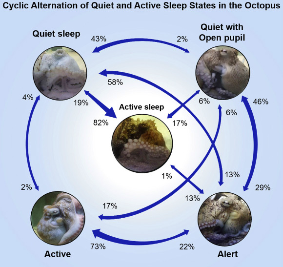 Brazil reef octopuses (Octopus insularis) have ‘quiet’ and ‘active sleep,’ with different episode duration and periodicity. Image credit: Medeiros et al., doi: 10.1016/j.isci.2021.102223.
