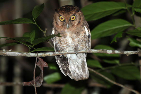 The Alagoas screech owl (Megascops alagoensis) in Brazil. Image credit: Gustavo Malacco.