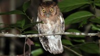 The Alagoas screech owl (Megascops alagoensis) in Brazil. Image credit: Gustavo Malacco.