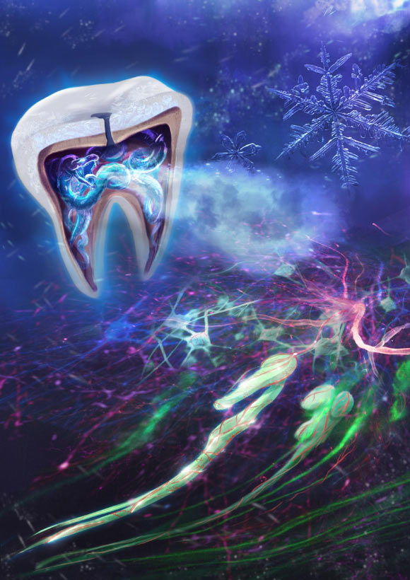 This artist’s illustration depicts how, centuries ago, people believed that small worms living within the tooth caused excruciating pain via their cold breath. Proof of tooth worms came when an inflamed tooth was ripped out and small stringy structures -- the nerves and blood vessels -- were visible within the disintegrating pulp and dentin. The tooth worms are actually odontoblasts, cells that form the dentin layer of the tooth, which encases the soft tooth pulp. Bernal et al. demonstrated that the cold sensation in our teeth is mediated by the odontoblast (green structures) and transmitted to the brain via nerves (red), where pain is perceived. Image credit: Katharina Zimmermann.