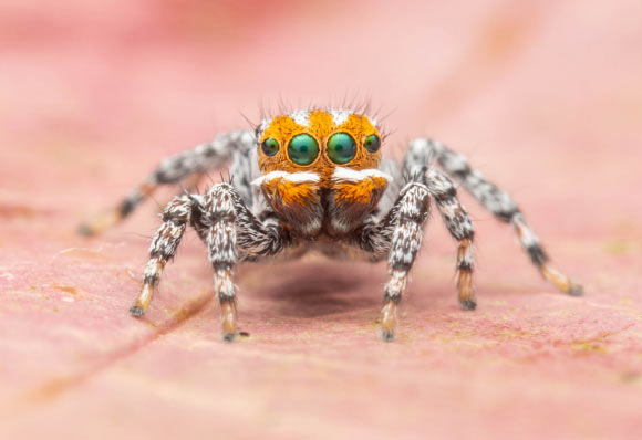 Maratus nemo. Image credit: Joseph Schubert.