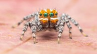 Maratus nemo. Image credit: Joseph Schubert.