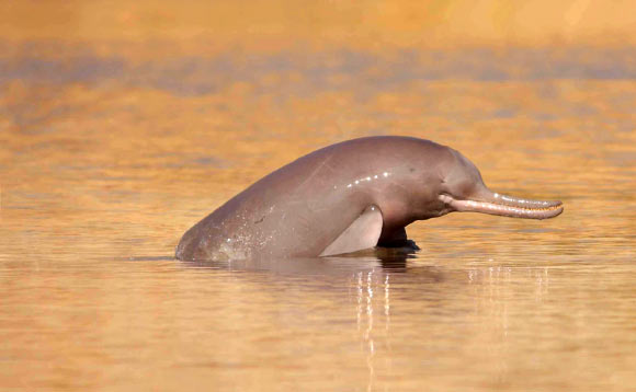 The Indus river dolphin (Platanista minor). Image credit: WWF-Pakistan / Braulik et al., doi: 10.1111/mms.12801.