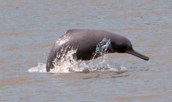 The Ganges river dolphin (Platanista gangetica). Image credit: Mansur / WCS Bangladesh / Braulik et al., doi: 10.1111/mms.12801.