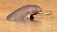 The Indus river dolphin (Platanista minor). Image credit: WWF-Pakistan / Braulik et al., doi: 10.1111/mms.12801.
