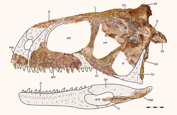 Reconstruction of the complete skull and mandible of Llukalkan aliocranianus, from the Late Cretaceous of Neuquén Province, Argentina, in left lateral view. The preserved bones are located in their supposed natural positions, whereas non-preserved parts and bones are in gray. The prearticular bone has a medial location, laterally covered by the angular and surangular. The maxilla, jugal and quadrate correspond to the right side, although they were mirrored to accommodate with the image. Scale bar - 5 cm. Image credit: Gianechini et al., doi: 10.1080/02724634.2020.1877151.