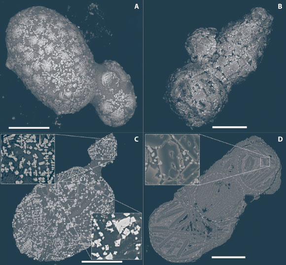 Scanning electron backscattered images of particles from the summit of Walnumfjellet, the Sør Rondane Mountains, Antarctica; these particles were produced during a single-asteroid impact 430,000 years ago. Scale bars - 100 μm. Image credit: Van Ginneken et al., doi: 10.1126/sciadv.abc1008.